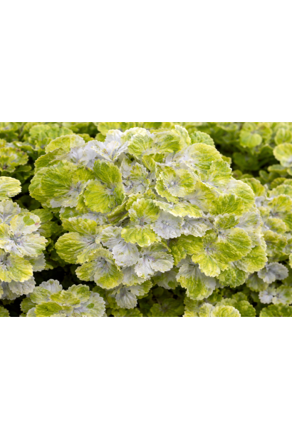 Гортензія широколиста Рембрандт Вібрант Верде